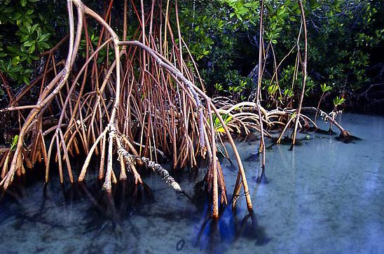 Rhizophora mangle roots